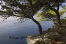 Dalmatian Coast
